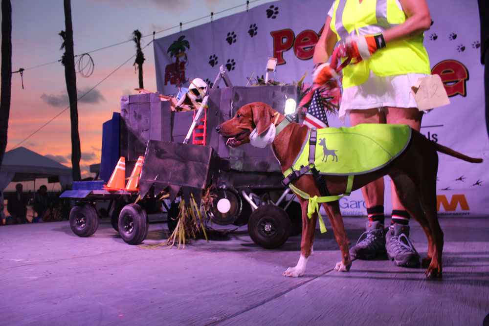 Pet Masquerade 2017 photo - Duval Street, Key West